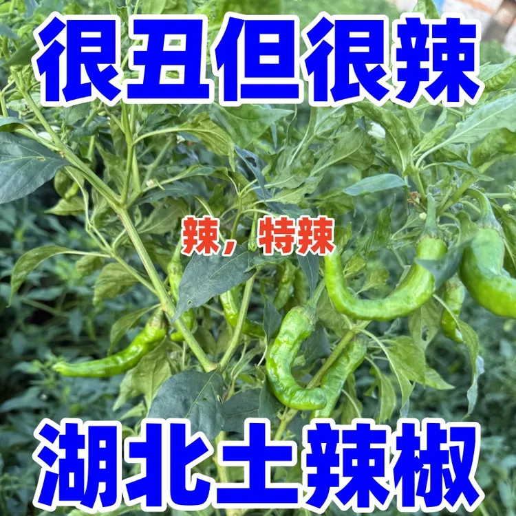 新鲜薄皮辣椒青椒自种特辣爆辣现摘现发薄皮辣味十足