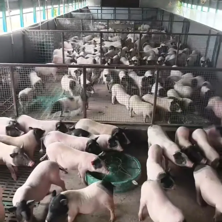 巴马香猪 2-3 个月小猪