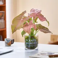 水培玻璃粉精灵合果芋吊兰黑金刚苔藓球盆栽盆景室内桌面花卉绿植