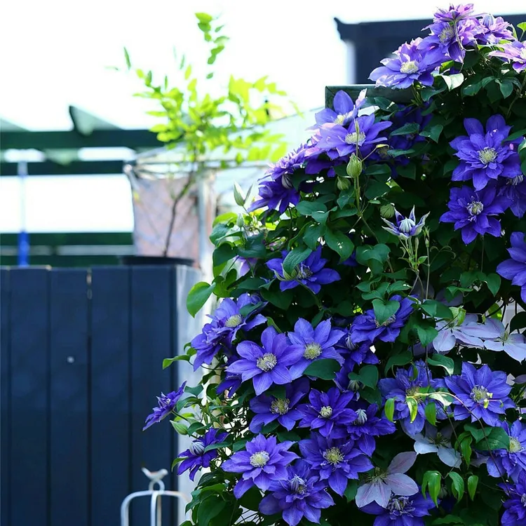 1颗铁线莲根系爬藤盆栽苗攀援庭院植物月季蔷薇带芽四季花卉种球