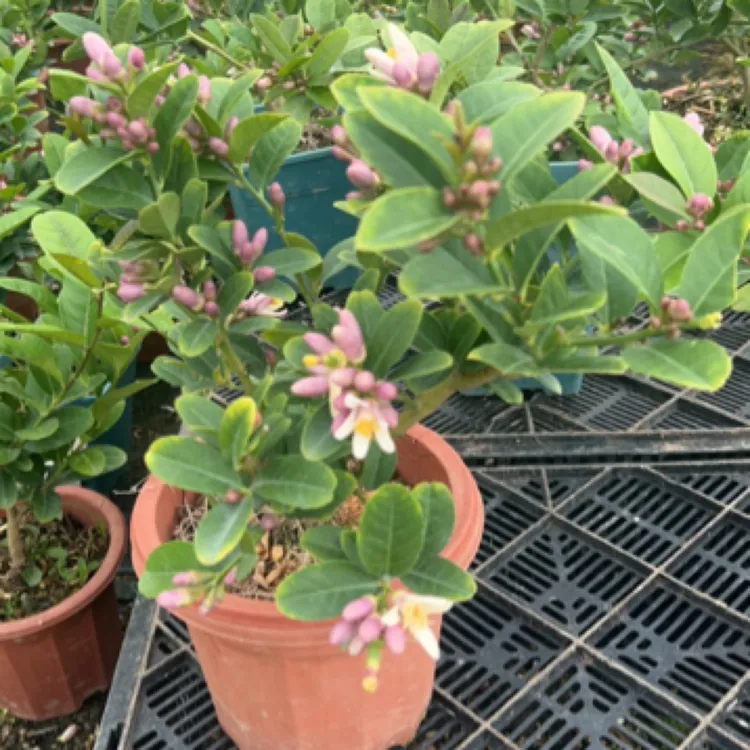 【尚观福利款】广东香水柠檬四季果树(部分无花苞）运输掉果介意勿拍