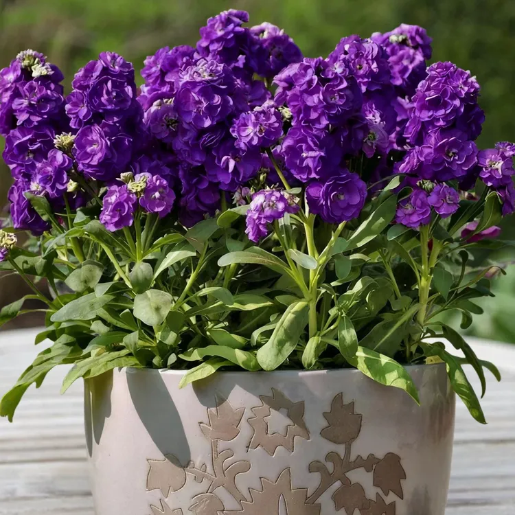 紫罗兰进口种子كۈچلۇك پۇراقلىق زىلالە ئىمپورت ئۇرۇقى 10دانچە