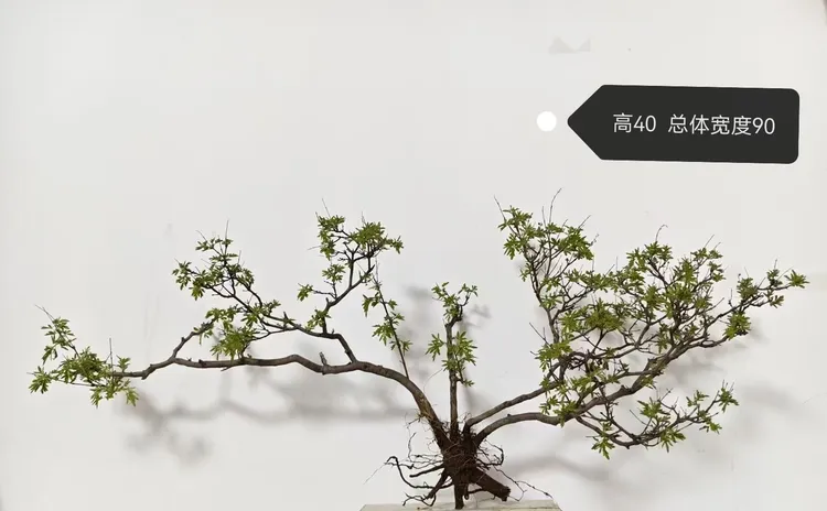 黄荆风姿 图片实物 一物一拍