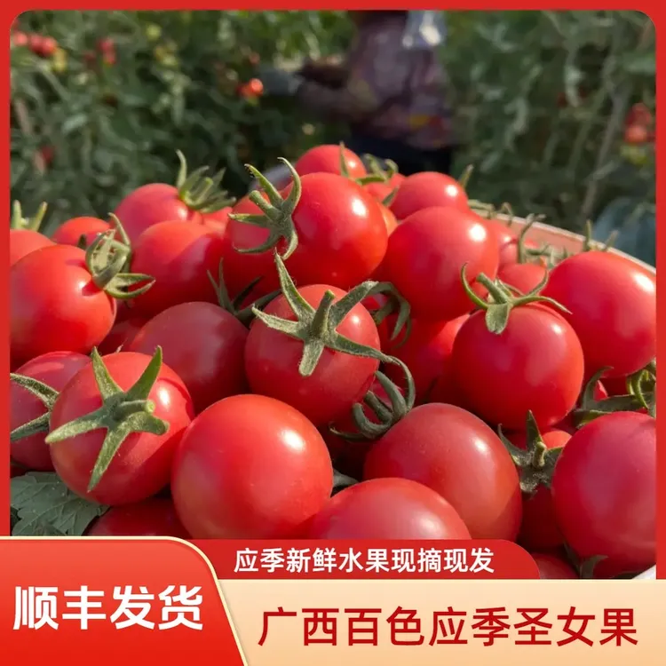 自然熟广西百色田阳露天种植圣女果小番茄应季新鲜酸甜美味产地