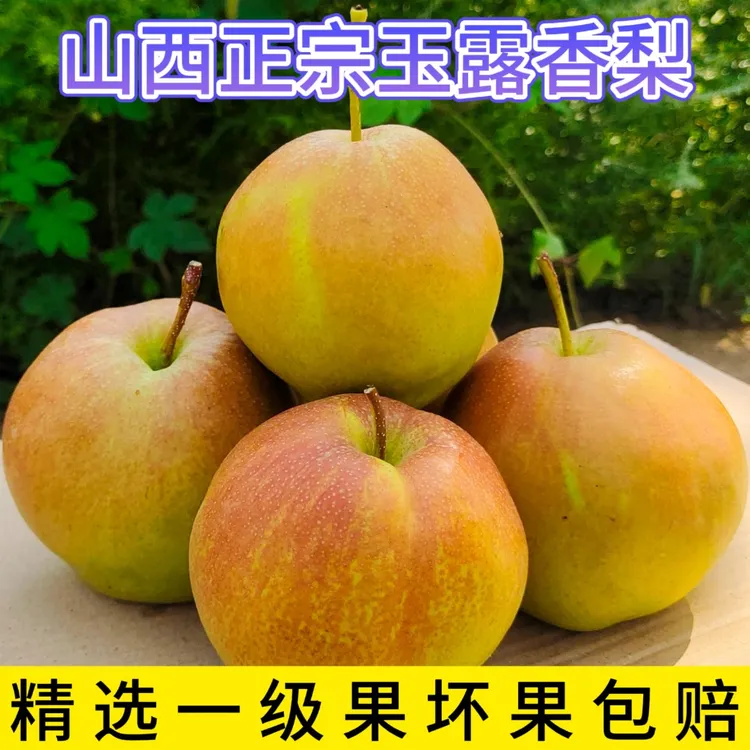 正宗山西玉露香梨新鲜水果口感脆甜爽口多汁净重5斤发货精选大果