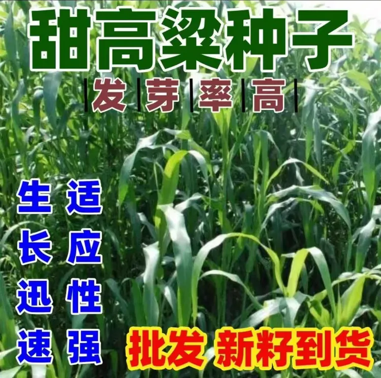 进口大力士甜高粱牧草种子四季常青冻不死喂牛羊鱼高产畜牧草籽