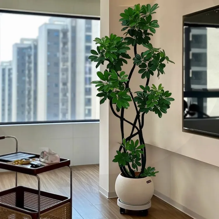 鸭脚木造型大型室内盆栽鸭掌木净化空气客厅阳台四季常青网红绿植
