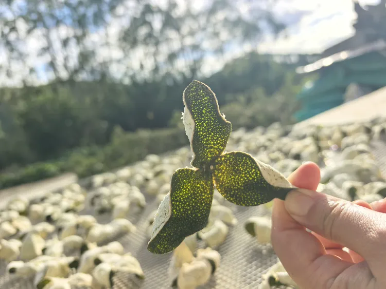 自产自销新会古井出香青皮