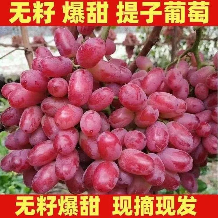 头茬大凉山西昌ZY产地新鲜现摘无籽克伦生红提葡萄当季水果