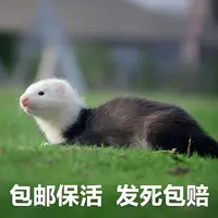 安格鲁宠物雪貂幼崽活体好养活宠物活物小龙貂小型稀有宠物