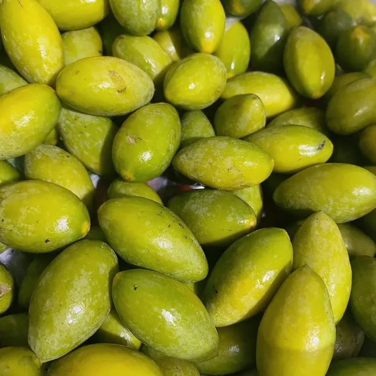 新鲜采摘两头尖可生吃回甘酸涩的当季橄榄煲汤泡酒佳选