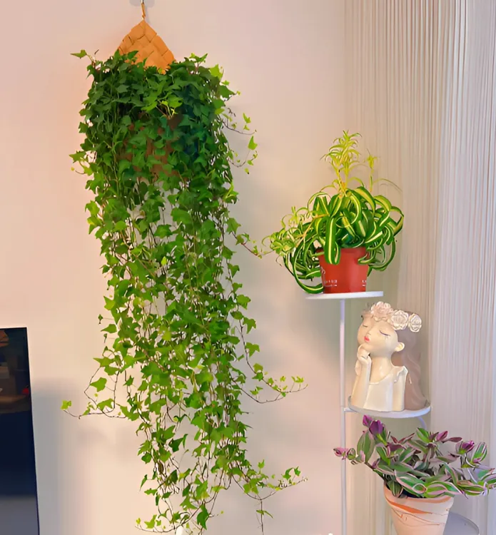 【常春藤】绿植盆栽植物室内净化空气吸甲醛四季常青吊篮爬藤好养