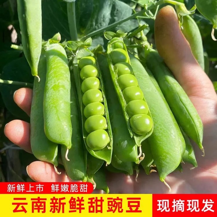 （现摘现发）云南新鲜甜脆水果豌豆带壳农家露天种植青颗粒饱满商品图