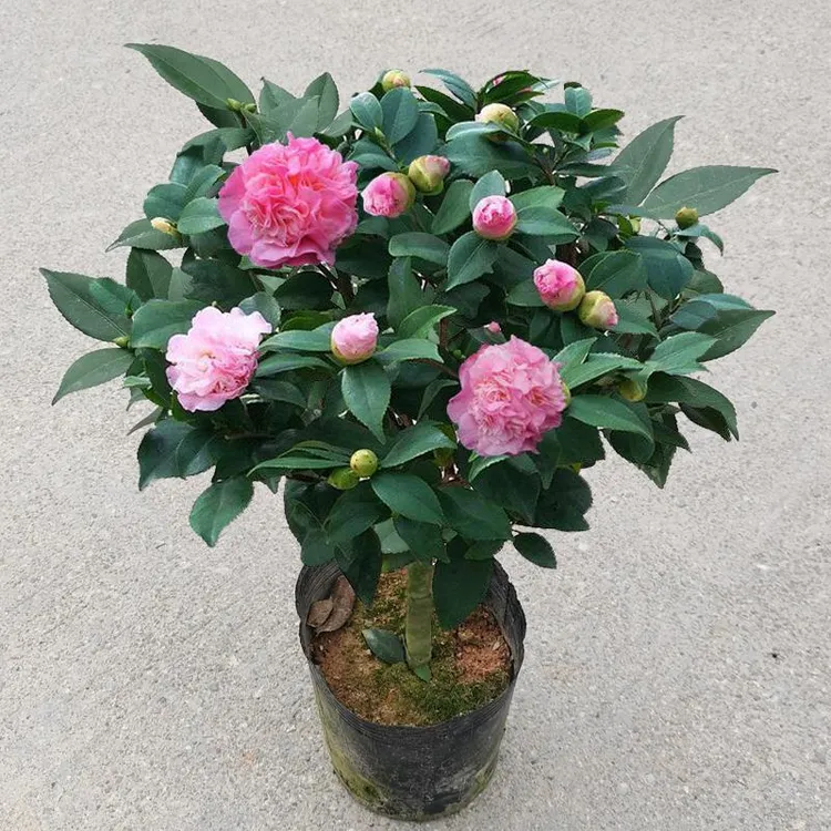 香妃山茶花重瓣花苞五色赤丹室内外盆栽浓香好养耐寒四季茶花树苗