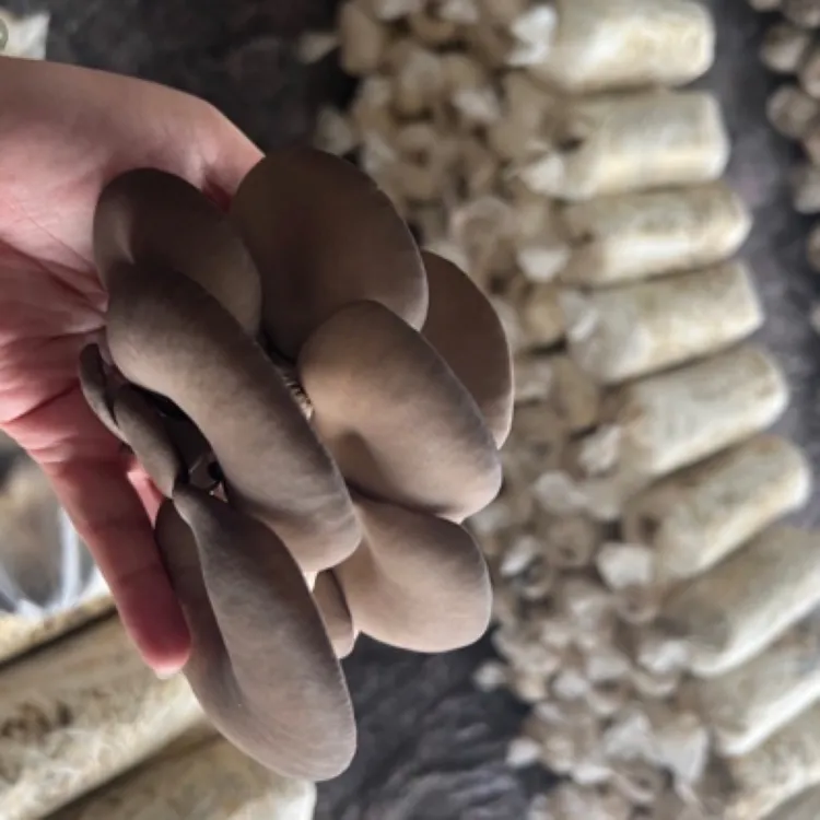 新鲜直采优质平菇，好品质放心购！