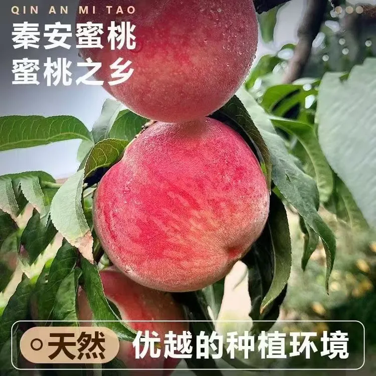 【店铺热销】北京七号桃子新鲜现摘脆甜多汁当季应季水果