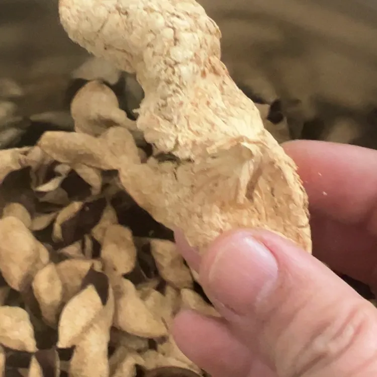 【火爆】新会陈皮2020年大红口感甜润