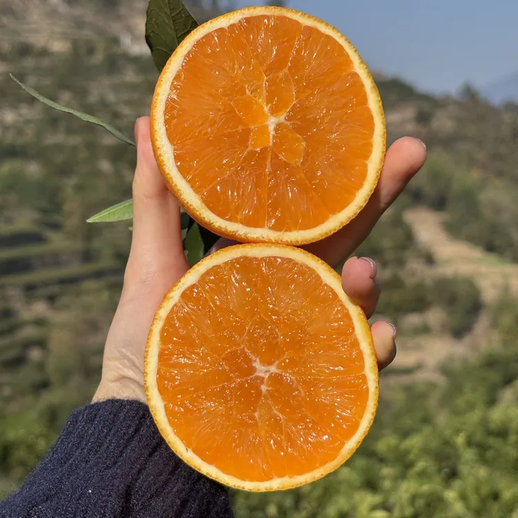 湖北秭归九月红脐橙宜昌橙子果冻脐橙应季鲜橙甜橙多汁新鲜水果
