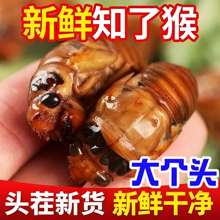 知了猴金蝉新鲜爬叉猴子活体速冻烧烤蚕蛹爬蚱结了龟冷冻金蝉