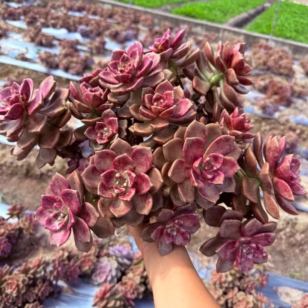 超大鹅肝紫乐整桩整群精品多肉植物好养阳台绿植防辐射净化空气
