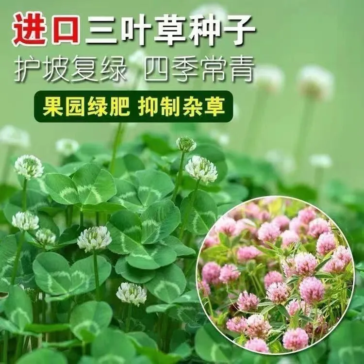 进口三叶草种子护坡复绿草籽多年生四季常青庭院耐寒绿肥牧草种籽