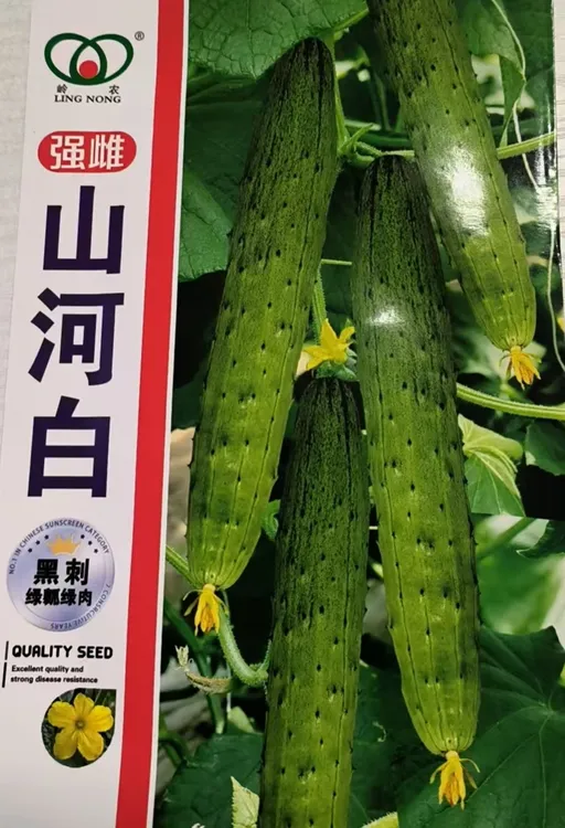 强雌山河白黄瓜种子