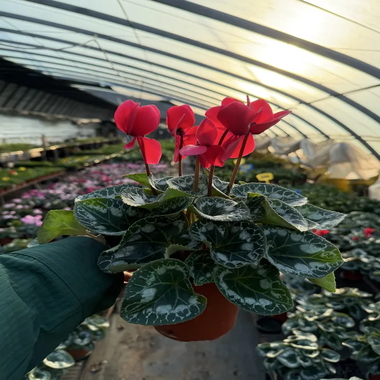 仙客来大花 红色直边 带花带花苞原盆原土发货