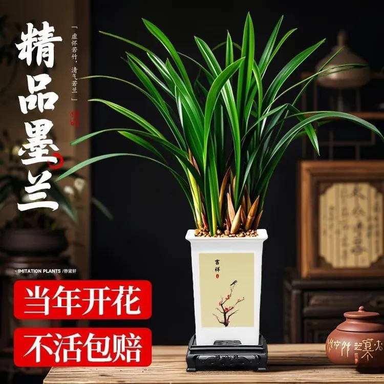 花农直销 正宗兰花浓香型室内盆栽兰花墨兰建兰花卉春节客厅摆放