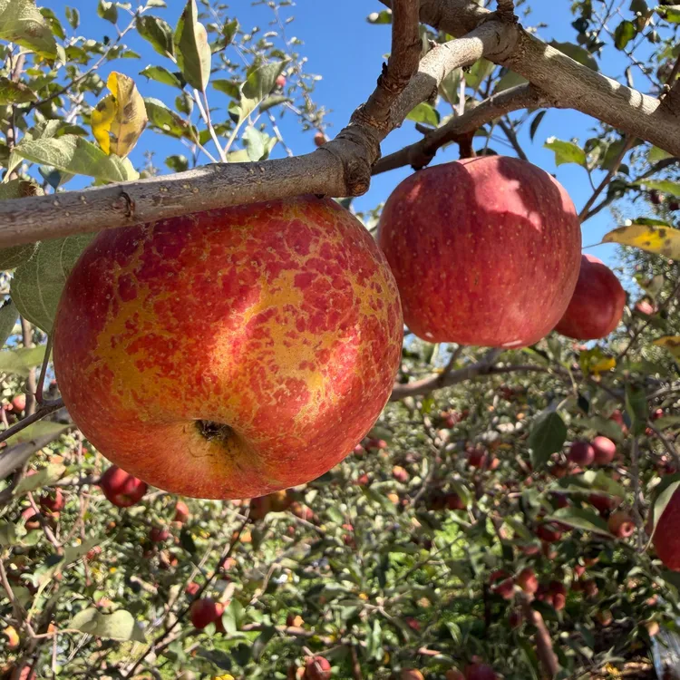 正宗大凉山盐源高山老树冰糖心丑苹果现摘现发脆爽多汁