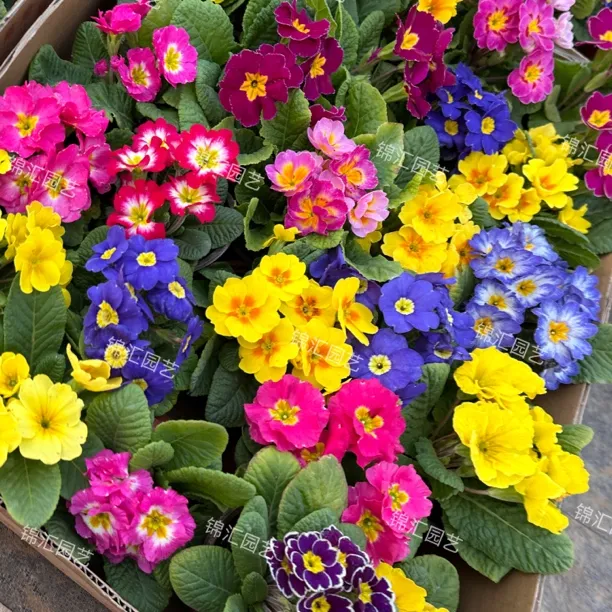 报春花盆栽多色搭配阳台带花苞发货冬季耐寒花期长花卉多年生报春