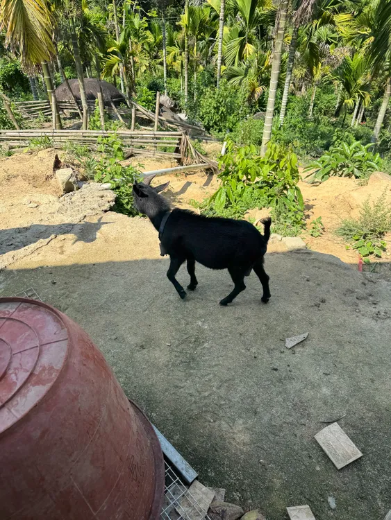 直播间改价正宗海南东山羊