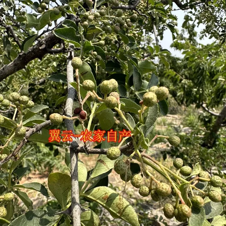 2025山东新鲜花椒特香特麻青花椒保鲜山花椒清香麻香猪猪猪专属