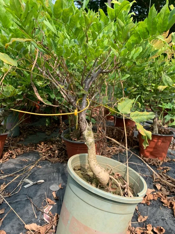 特惠小盆栽紫藤全国各地均可种植带盆发货耐寒耐高温易打理