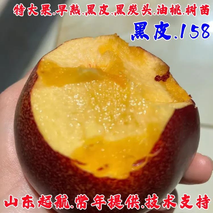 新品种油桃树果苗6月极早熟黑皮158油桃苗黑炭头脆甜油桃树苗