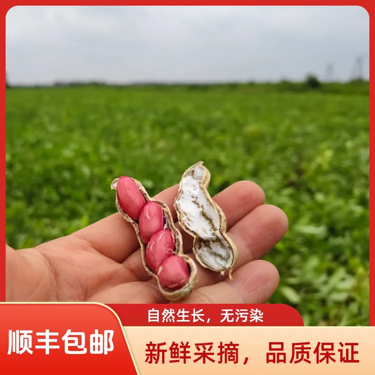 百里洲红皮小籽花生 新鲜现挖红皮花生 自然晾晒 3斤顺丰包邮