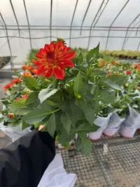 【李先生】橙红火焰~小丽花室内观赏花带花带花苞