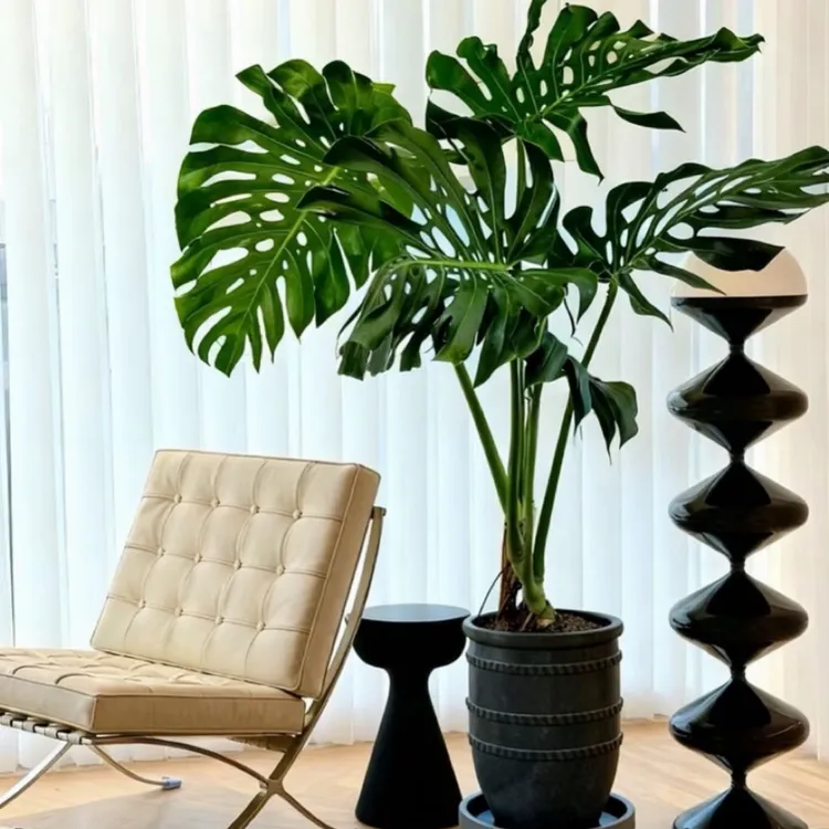 گۇيبۇجۇ مەنزرە گۇل قەشقەردېن ماڭدۇ پائاليەت