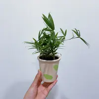 【四国矮竹】超微品种小竹子办公桌桌摆茶宠常青绿植