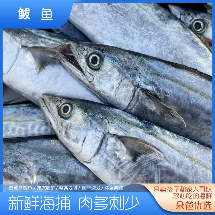 鲅鱼蓝点马鲛鱼 野生海捕 每条1斤左右 共5条5斤 朵爸优选