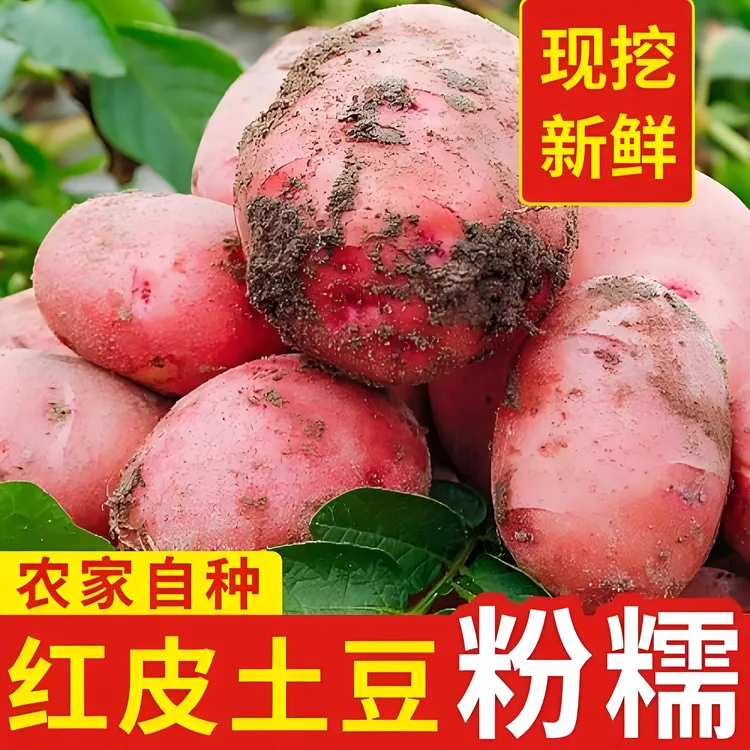 新挖土豆云南农家高山红皮黄心洋芋蒸炸烤粉面马铃薯新鲜蔬菜批发