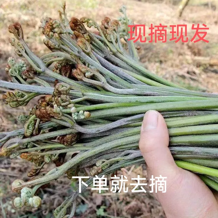 贵州现货蕨菜新鲜野菜现采现发龙爪菜食用农产品蕨苔当季新鲜蕨菜