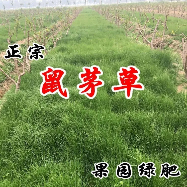 鼠茅草种子果园草籽绿肥抑制杂草改良土壤气候果园鼠茅草种子批发