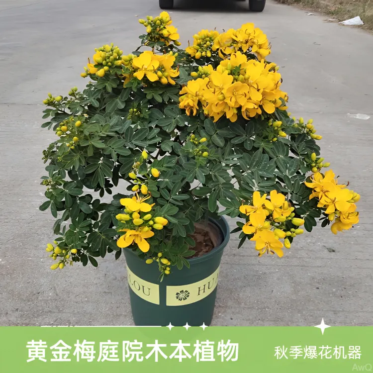 黄金梅盆栽室外耐寒木本植物带花带花苞好养庭院花卉多年生植物