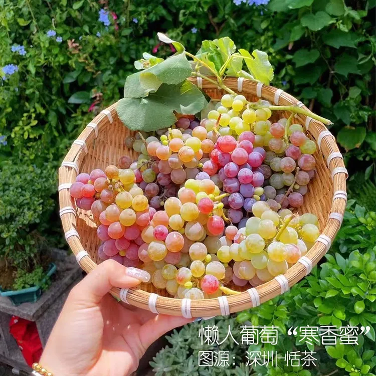 寒香蜜葡萄树苖庭院果树果苗盆栽南北方耐寒种植庭院爬藤圆叶