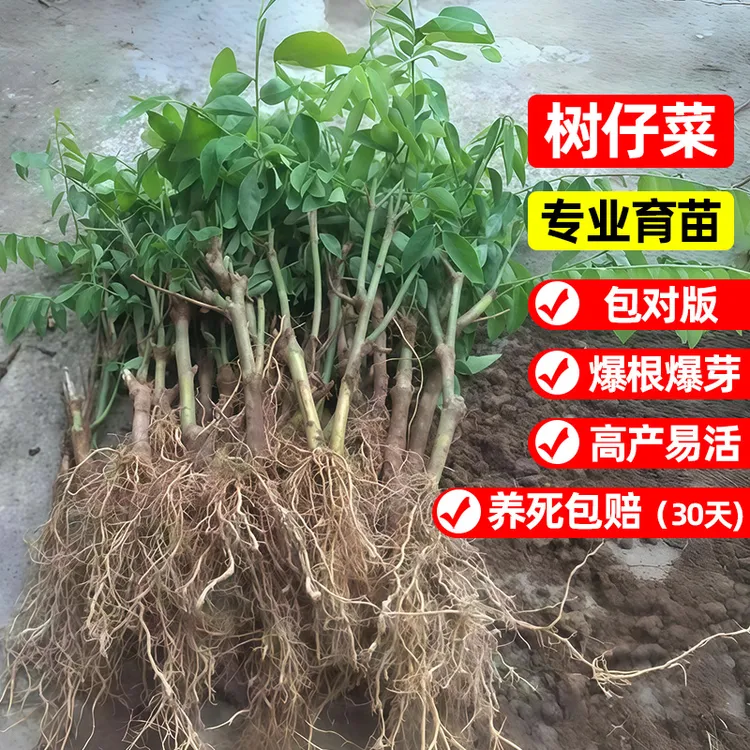树仔菜苗海南天香绿茉莉花盆栽重瓣花卉室内四季开花净化空气