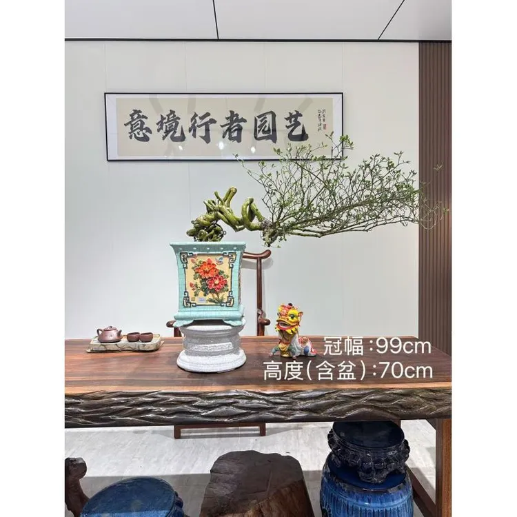 四季小榄叶提根栀子花 适用于室内外客厅办公室