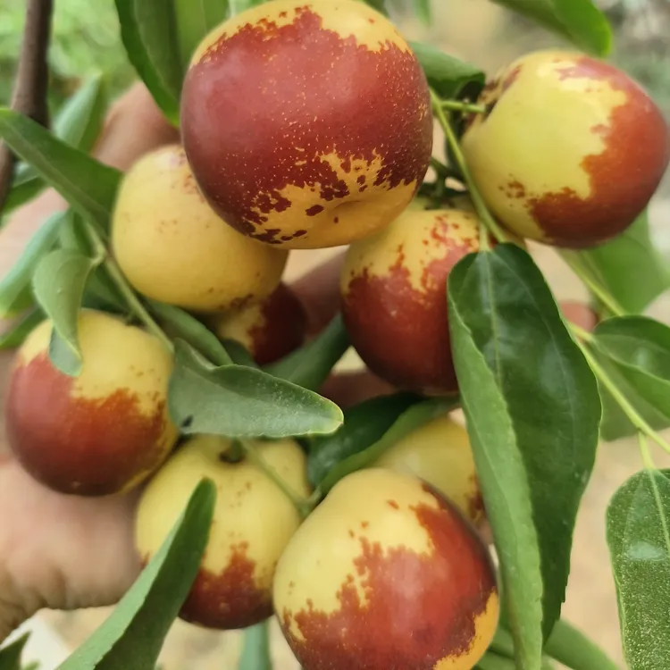 ［品质冬枣顺丰包邮］庙上乡自家果园甄选冬枣现摘现发