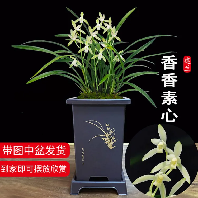 香香素心 带多花苞带盆种好 刘阁兰花苗好养易活花卉绿植盆栽