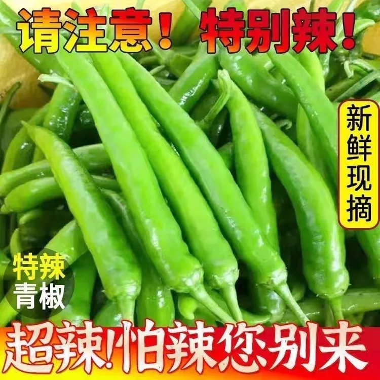 新鲜现摘特辣薄皮杭椒适合炒肉的农家青辣椒