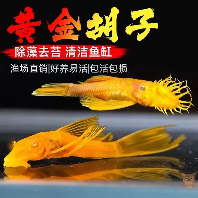 黄金大胡子鱼观赏鱼除藻大师清洁吸盘好养耐活鱼缸清洁工啃藻必备
